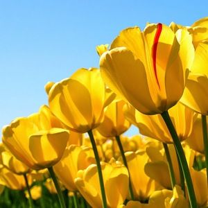 Meet your Posher, Priscilla